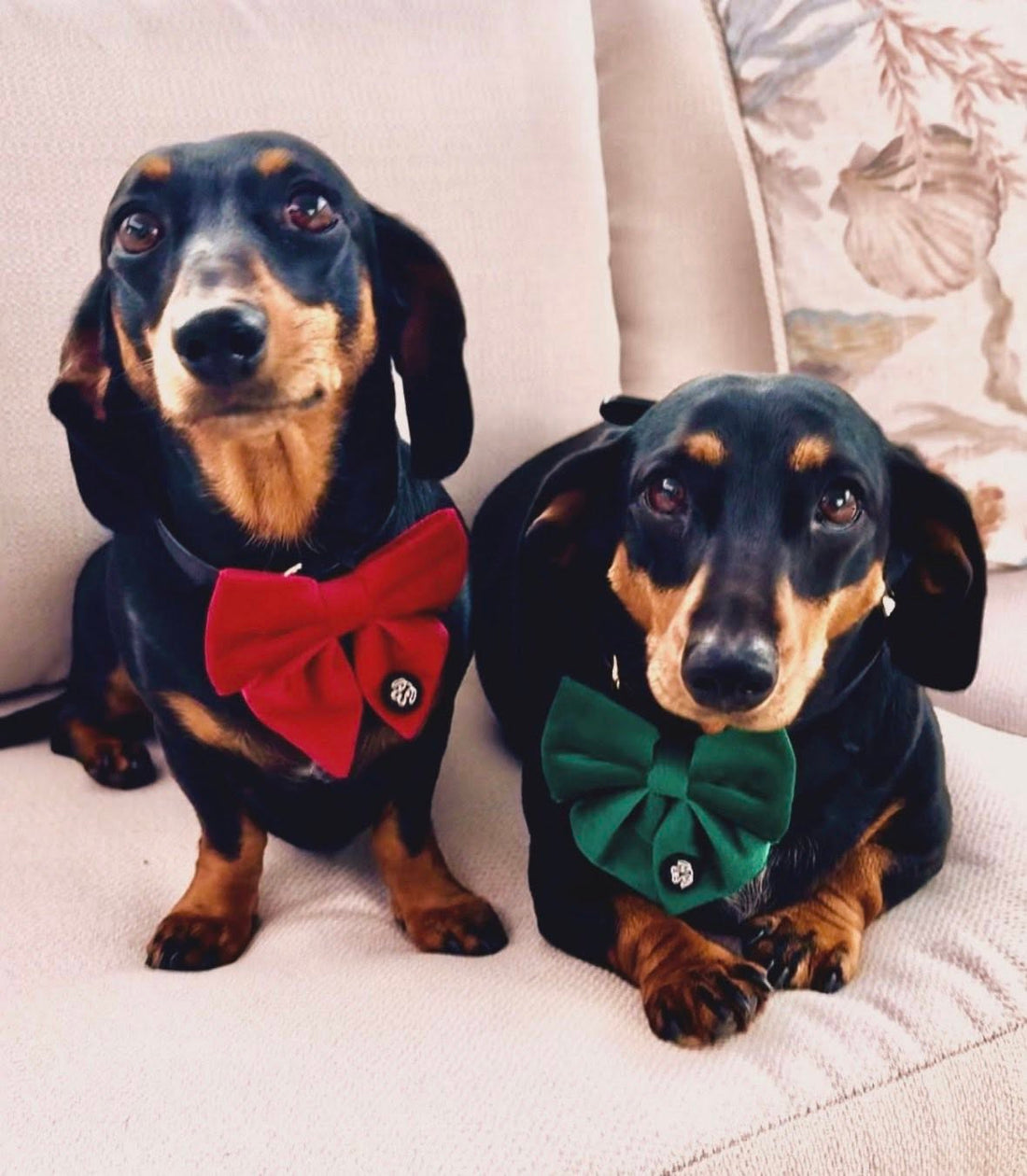 Meet the Inspiration Behind The Dachshund Collective: Frankie & Billie